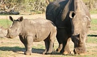 Rhino Mother and baby